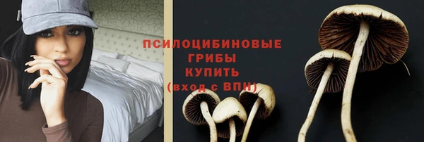 хмурый Белокуриха